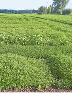 Fahrspur rechts vorne: Zwischenfrüchte wie Ackersenf, Phacelia oder auch Ölrettich reagieren sehr empfindlich auf Verdichtungen.