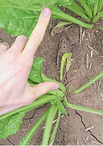 Jetzt ist die richtige Zeit, um die Rübenblätter auf Flecken zu kontrollieren.