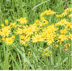 Jakobskreuzkraut wird oft mit anderen Wiesenkräutern verwechselt.