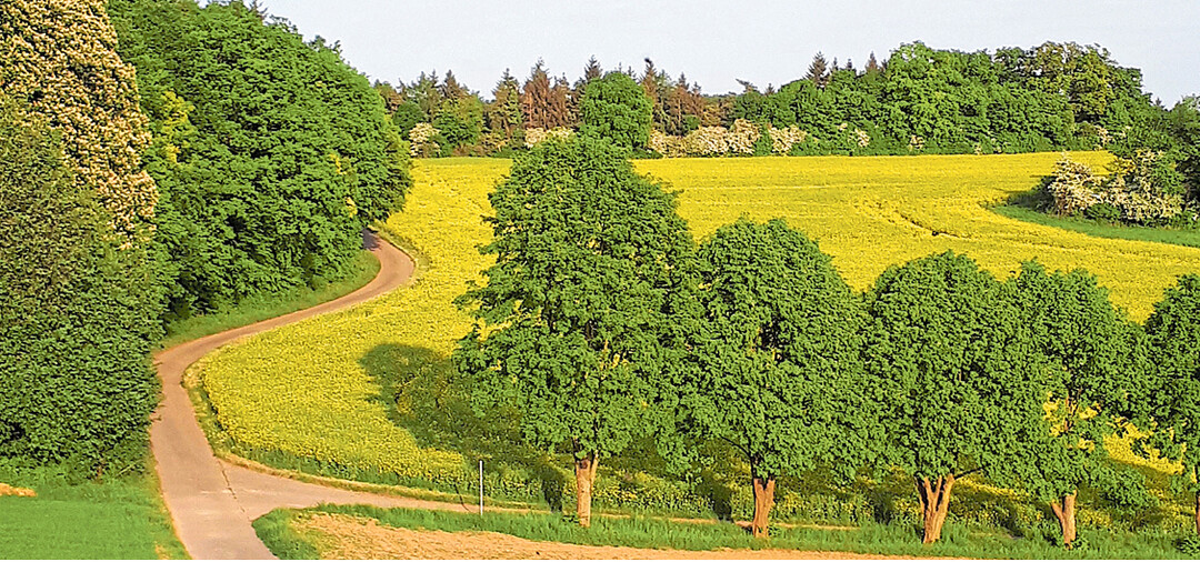 Ein Rapsfeld steht in der Blüte.