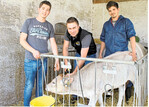 Wir erhoffen uns von dem Zuchtprojekt künftig mehr Informationen für die gezielte Anpaarung von Braunviehbullen an unsere Kühe", macht Alexander Nothelfer (l.) deutlich. Simon Butscher, Außendienstmitarbeiter bei der RBW (M.) und zuständig für die Entnahme der Ohrstanzproben bei Kälbern und Rindern in der Region Oberschwaben und Allgäu, hat inzwischen beinahe alle Tiere auf dem Herdbuchzuchtbetrieb in Unterhornstolz (Landkreis Biberach) beprobt. Unterstützt wird er von Hubert Gauggel (r.). Der Agrarstudent macht gerade ein Praktikum bei der Zuchtorganisation.