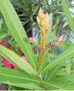 Sehr starker Lausbefall bei einem Oleander.