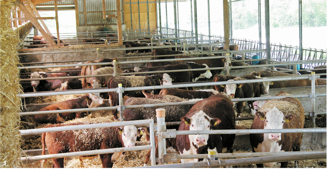 Tiergerecht: Mit viel Platz und frischer Luft werden die Hereford-Rinder gemästet.