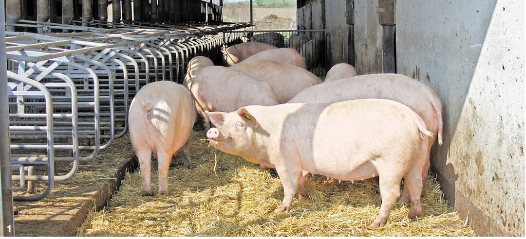 In der Bioland-Schweinehaltung sind Ausläufe verpflichtend vorgeschrieben.