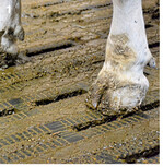 Der ECOboden" der Firma AndersBeton bietet Laufkomfort.