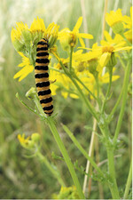 Kreuzkräuter müssen konsequent vor der Samenbildung ausgerissen oder ausgestochen werden.
