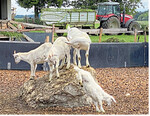 Ziegen klettern gern. Im Stall von Familie Dietz gibt es dazu Gelegenheit.