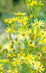 Entfernen Sie Jakobskreuzkraut am besten vor der Samenbildung von Wiesen und Weiden. Es ist vor allem für Rinder und Pferde giftig.