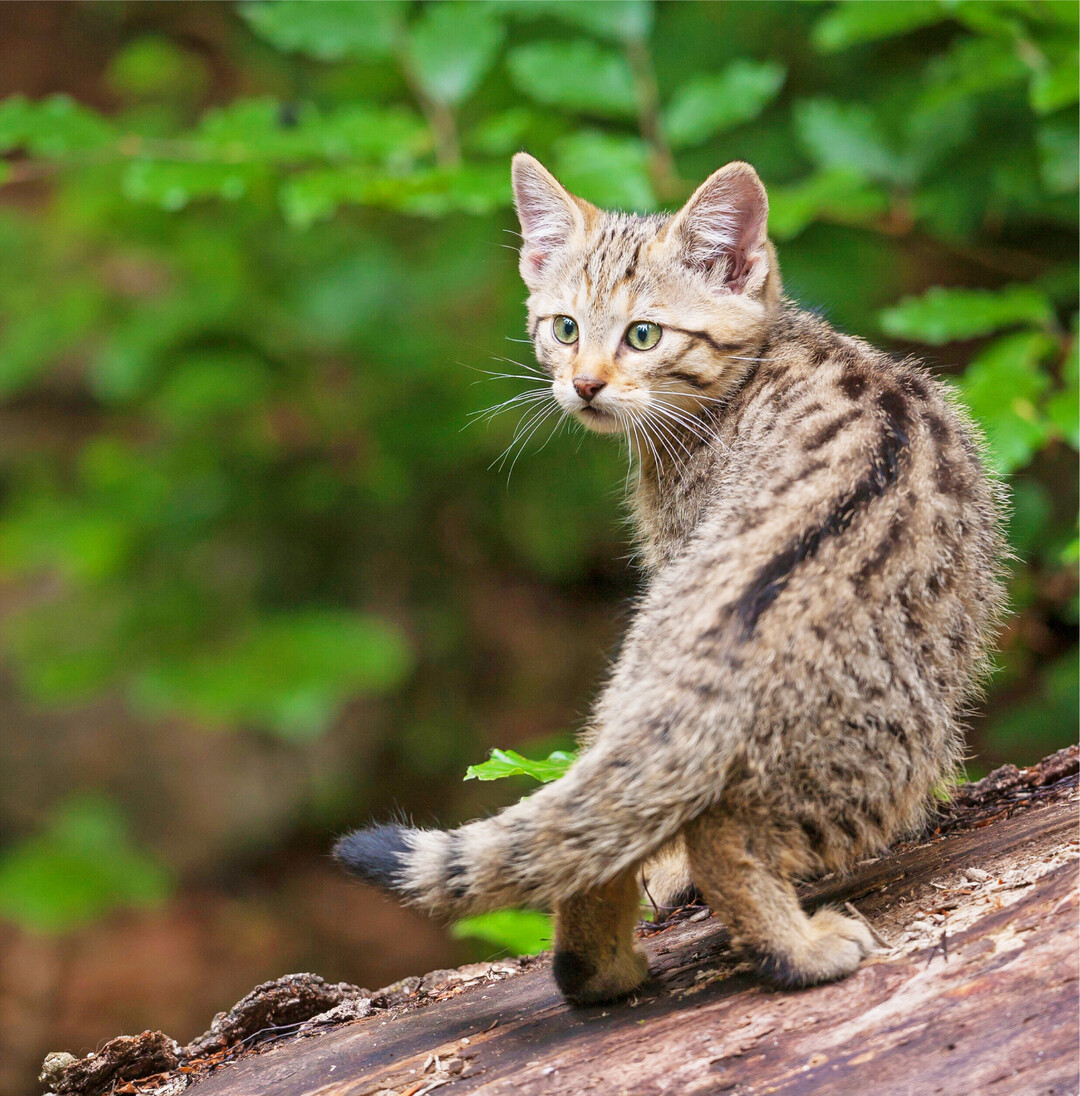 Die streng geschützten Wildkatzen kehren in unsere Wälder zurück. In Baden-Württemberg haben sie sich hauptsächlich entlang der Rheinebene wieder angesiedelt. In der Vorbergzone des Schwarzwaldes, im Naturraum Stromberg und auf der Ostalb haben die Forscher der Forstlichen Versuchs- und Forschungsanstalt Baden-Württemberg kleinere Vorkommen gesichtet.