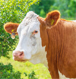 In der Rinderhaltung ist der Trend zum Ausstieg aus dem Betriebszweig in Baden-Württemberg so ausgeprägt wie im übrigen Deutschland.