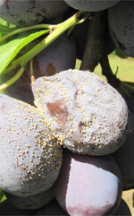 Fruchtfäulen können den Ertrag stark dezimieren. Eine vorbeugende Behandlung hilft, den Ausfall zu begrenzen.