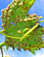 In diesem Jahr ist verstärkter Reblausbefall festzustellen.