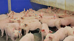 Die Tiergesundheit ist in der Schweinemast ein wesentlicher Erfolgsfaktor.