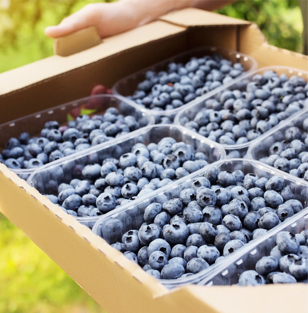 Die Heidelbeersaison beginnt Mit Heidelbeeren kann man sein blaues Aromawunder erleben! Sie sind leicht, extrem lecker und verbreiten ihren unwiderstehlich, blauen Beerenzauber nicht nur pur, sondern auch in Smoothies, fruchtigen Desserts, Mslis, Pfannkuchen, Suppen, Quark oder Gebck. Und das Beste daran: Genau jetzt haben sie Saison und sind frisch zu kaufen. Nach dem Dauer-Spitzenreiter Erdbeere, sind die kleinen Blauen die beliebtesten ihrer Art. So greifen die Deutschen immer hufiger zu Heidelbeeren. Fast 80.000 Tonnen haben sie im vergangenen Jahr davon verbraucht und damit rund 7000 Tonnen mehr als noch 2020, 20.000 Tonnen mehr als 2019 und sogar ganze 40.000 Tonnen mehr als 2018. Pro Kopf ist das fast ein Kilo. Auch wenn die Anbauflchen stetig ausgeweitet werden, einer solch‘ explosionsartig steigenden Nachfrage kann der heimische Markt kaum nachkommen. Die grten deutschen Anbaugebiete findet man derzeit in Niedersachen (2087 Hektar) mit groem Vorsprung vor Brandenburg (415 Hektar) und Nordrhein-Westfalen (364 Hektar). Die Saison geht noch bis September. Frische Blau- beziehungsweise Heidelbeeren erkennt man an der gleichmig blauen Farbe, einer prallen Schale und einer leichten Pelzschicht. Im Khlschrank halten sie sich – gut vorbereitet! – bis zu 14 Tagen. Dazu sollte man sie in einer Schale mit kaltem Wasser absplen – das vermeidet Druckstellen durch Wasserstrahlen. Danach die Frchte auf einem Tuch abtropfen lassen und sie in einem flachen Gef in den Khlschrank stellen. So behandelt, sind sie sogar besser lagerfhig als die meisten anderen Beerenfrchte. BVEO