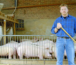 Die Folgen von Corona, Schweinepest und Ukraine-Krieg lösten eine Aufgabewelle in der Schweinehaltung aus.