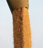 Betriebe mit einer hohen Vorvertragsquote können ihre Vermarktung jetzt in der Ernte 2022 erst einmal aussetzen.