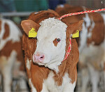 Die seit Januar dieses Jahres gültige neue Tierschutztransportverordnung sieht vor, dass Kälber erst mit 28 Tagen transportiert werden dürfen. Zuvor lag das Mindestalter bei 14 Tagen.