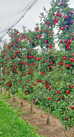 Ein physiologisch ausgeglichenes Wachstum mit optimalem Fruchtbehang trägt dazu bei, dass die Früchte ausreichend mit Calcium versorgt werden.
