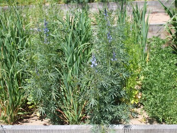Eine Zwei-Arten-Mischung mit zwei abwechselnden Reihen von Hafer und blauer Lupine in Spanien. 