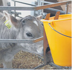 Kälber sind in den ersten Lebenswochen auf Vollmilchtränken und/oder hohe Nährstoffzufuhr aus Milchbestandteilen angewiesen.