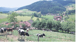 Der am Grünlandtag gastgebende Prinzbachhof von Eckhard Schmieder liegt idyllisch. Über die Beweidung lassen sich die steilen Hanglagen effektiv nutzen.