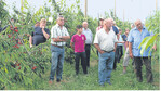 Über neue Erziehungsformen und interessante neue Sorten informierte das Kompetenzzentrum Obstbau Bodensee beim Süßkirschentreff in Bavendorf.
