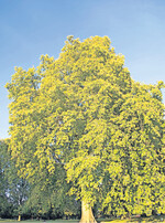 Die Eiche hatte früher bei vielen Völkern oft mythische Bedeutung. Die Germanen verehrten sie ebenso wie Griechen oder Römer.