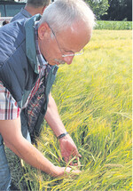 Produktionsberater Jürgen Weiland prüft Sommergerste auf Schäden durch Sonnenbrand.
