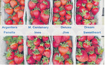 Kleiner Ausschnitt aus den im vergangenen Jahr in Forst getesteten Erdbeerneuheiten, von denen sich längst nicht jede am Markt durchsetzen wird.