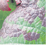 Schadbild der Rebzikade