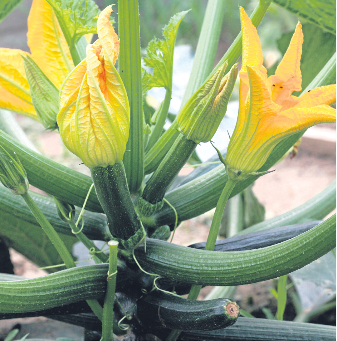 Zucchini haben ein phänomenales Wachstumspotenzial. Aus fingerdicken Früchtchen entstehen unversehens gewaltige Herkuleskeulen. „Freiwillige Selbstbeschränkung" lautet das Zauberwort! Klein geerntet sind Zucchini knackig und aromatisch. Im Kühlschrank bleiben sie eine Woche frisch. Oder gleich die knallig gelben Blüten abzwicken und als Blumenschmuck verwenden. Auch leckere Gerichte lassen sich aus den Blüten zubereiten.