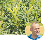 Aus den Lupinen von Landwirt Wilfried Straub wird Kaffee gemacht.