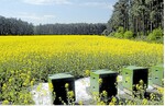 Besonders im Raps ist das Konfliktpotenzial zwischen Landwirten und Imkern groß. Kommunikation hilft.