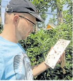 Der Apfelwickler tritt in diesem Jahr verstärkt auf. Das belegen Fänge in Pheromonfallen.