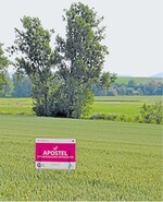 Robust gegen Krankheiten und ertragsstark: die neue A-Weizen-Sorte Apostel.