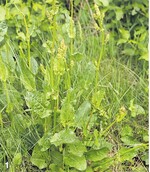 Wilder Sauerampfer ist auf feuchten, nährstoffreichen Wiesen verbreitet. Die Blätter enthalten viel Vitamin C.