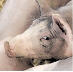 Die Schweinehaltung in Baden-Württemberg und in Deutschland unterliegt einem harten Strukturwandel.