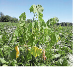 Diese Samtpappel ragt aus dem Bestand heraus und kann Rüben bis zum Totalausfall unterdrücken.