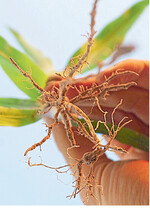 Der Wurzelapparat und der Aufnahmemechanismus beeinflussen das Aneignungsvermögen von Nährstoffen.