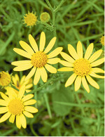 Schön anzusehen, aber mächtig giftig: das Wasser-Kreuzkraut.