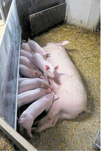 Dreiecknester bieten eine besonders lange Nestzugangsseite.