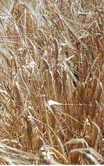 Druschreife Winter-Braugerste.