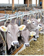 In Deutschlands Milchviehbetrieben schrumpfen die Herden seit dem Ende der Milchquote. Die Zahl der Milchkühe ist so niedrig wie seit zehn Jahren nicht mehr.