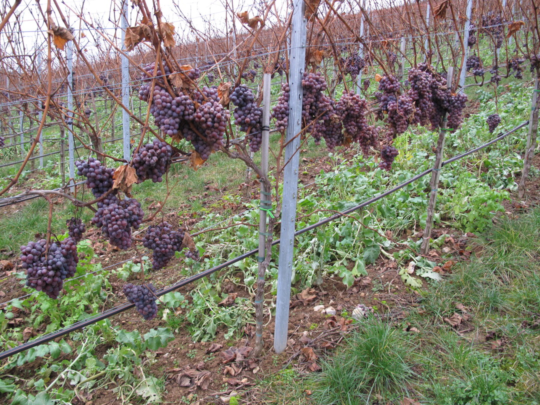 Wegen Überertrag nicht reif gewordene Trollinger. Ein vernünftiger Ertrag sollte rechtzeitig eingestellt werden, um dies zu vermeiden.