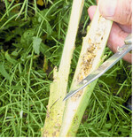 Rapsstängelrüssler haben dem Raps in diesem Jahr ordentlich zugesetzt.