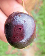 Befall mit Kirschessigfliege: Solche Früchte sind nicht vermarktungsfähig und verderben schnell.