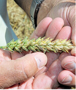 Die Bullenhitze zum Monatswechsel Juni/Juli in Mitteleuropa wird für die Getreide- und Rapsernte Folgen haben. Wie sehr Mengen und Qualitäten betroffen sind, ist offen.