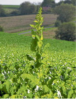Entfernen Sie Schosser frühzeitig.