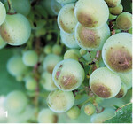 Verbrühte Beeren durch Hitzeeinwirkung.