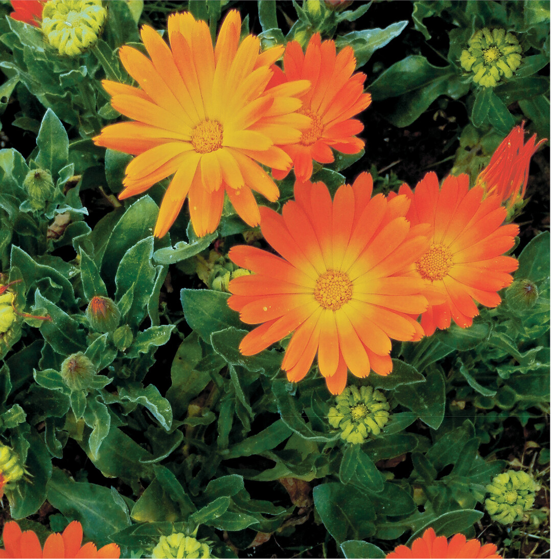 Die Ringelblume (Calendula officinalis) ist eine anspruchslose Pflanze. Mit ihren hellgelb bis kräftig orangeroten Strahlenblüten ist sie ein schöner Blickfang im Garten. Einmal angesät sorgen die hörnchenförmigen Samen für reichlich Selbstaussaat der einjährigen, nicht winterharten Pflanze. Die Blüten werden vorwiegend zu Heilmitteln und Schönheitsprodukten für die Haut verarbeitet oder in Teemischungen als Schmuckdroge. In der Küche sind die abgezupften Blütenblättchen eine hübsche Zutat für Salate.